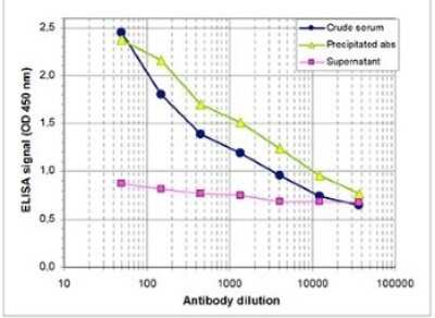 ELISA: Histone H3 [Trimethyl Lys4] Antibody [NBP2-59226] - To determine the titer of the antibody, an ELISA was performed using a serial dilution of the antibody against H3K4me3 , the crude serum and the supernatant in antigen coated wells. The antigen used was a peptide containing the histone modification of interest. By plotting the absorbance against the antibody dilution, the titer of the antibody was estimated to be 1:5,250.